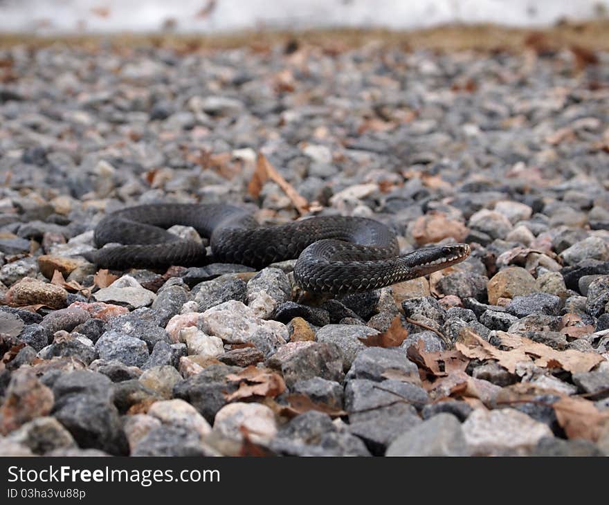 Common European Adder