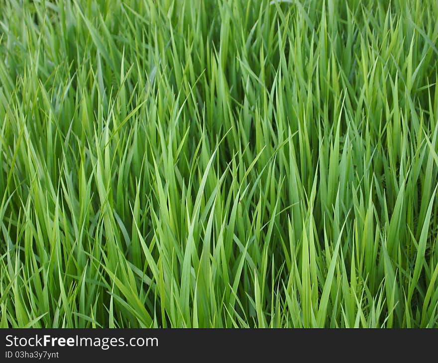 Lots of green Grass in natural light