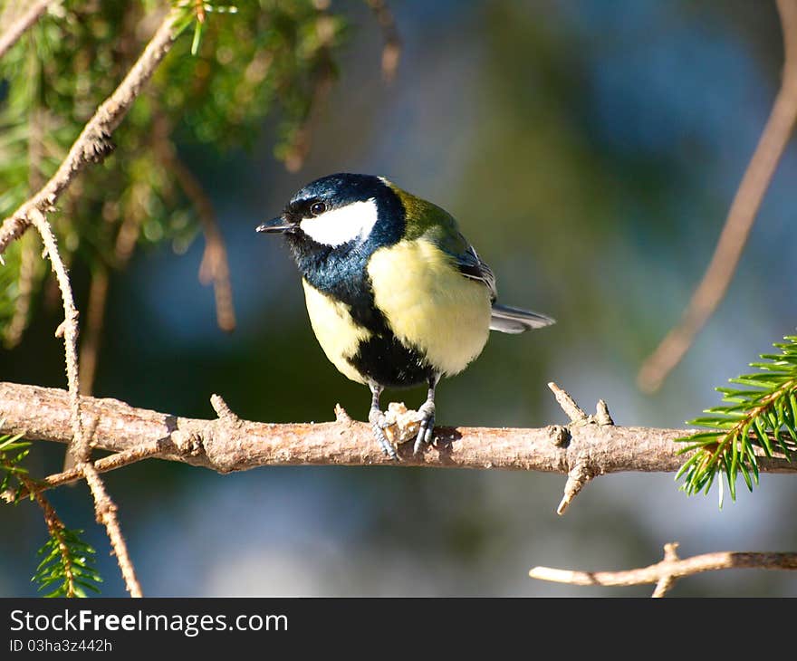 A great tit sitting in a tree