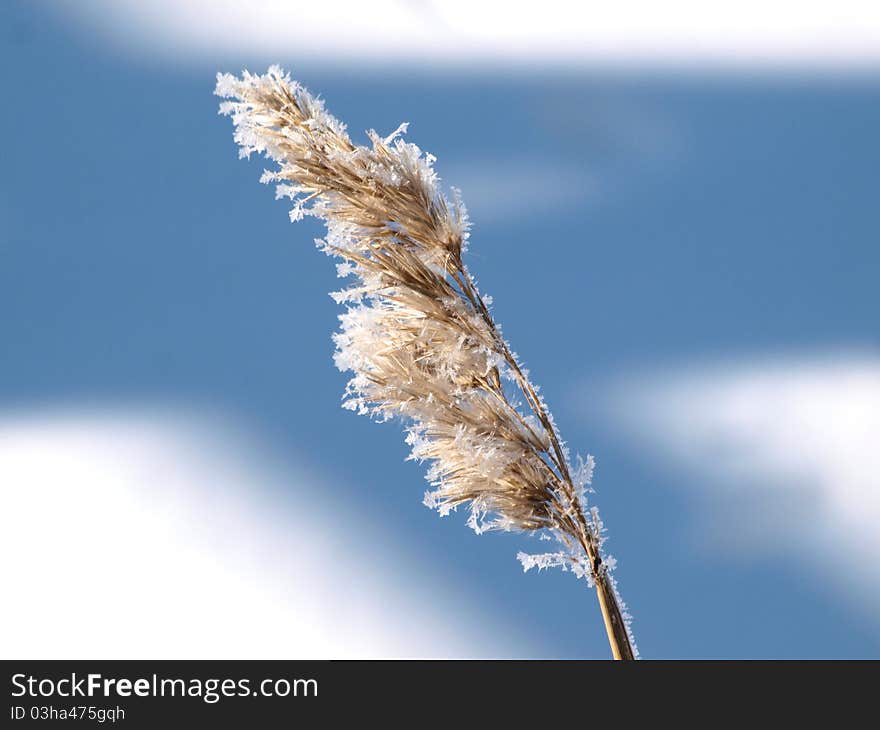 Reed In Winter