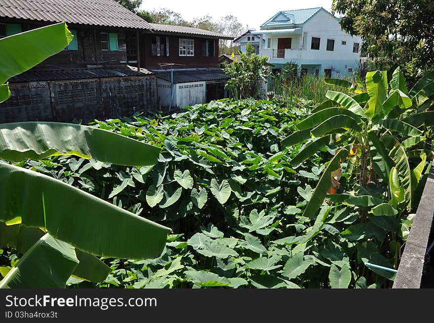 Taro up the land in a village day outdoor lake. Taro up the land in a village day outdoor lake.