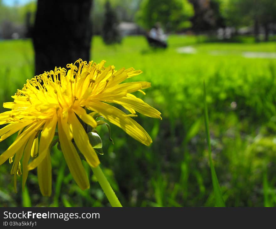 Dandelion Curls