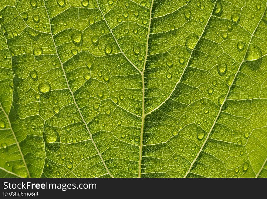 Fresh green leaf with water drops close up