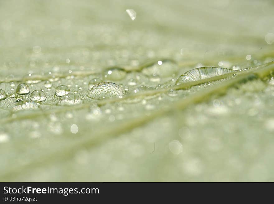 Leaf with water drops