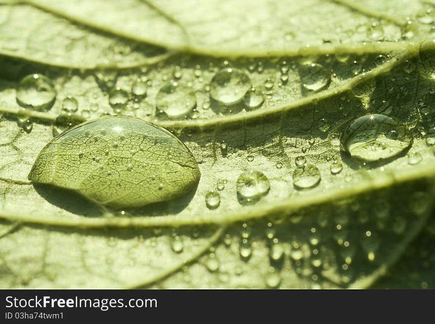 Fresh green leaf with water drops close up