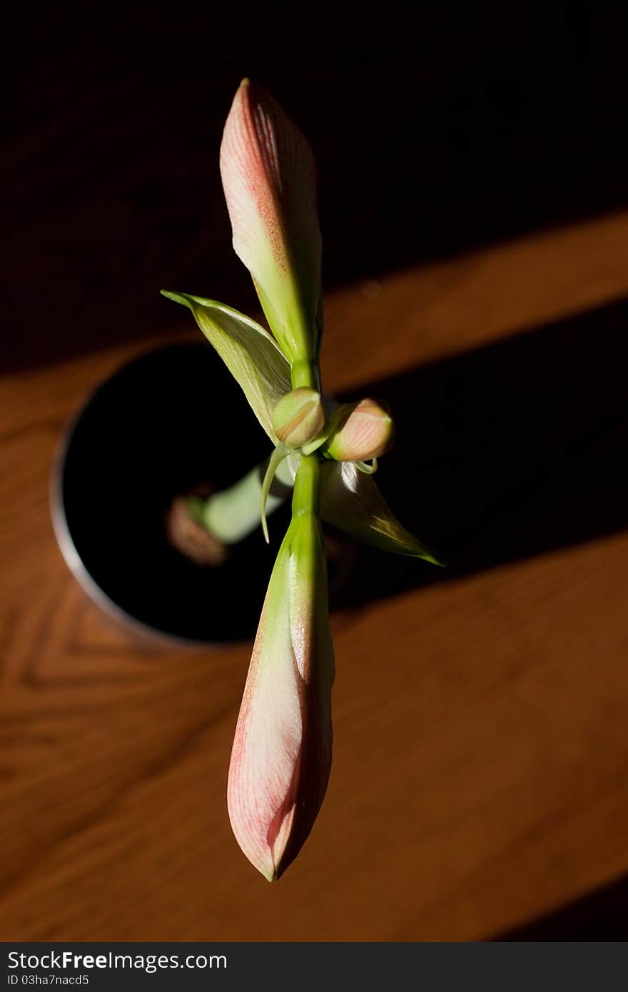 Amarylis flower, not fully opened, in the setting sun on a wood table.