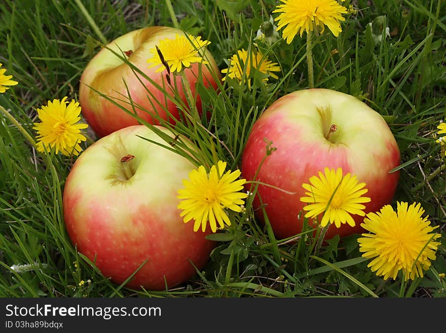 Apples on a glade with dandelions