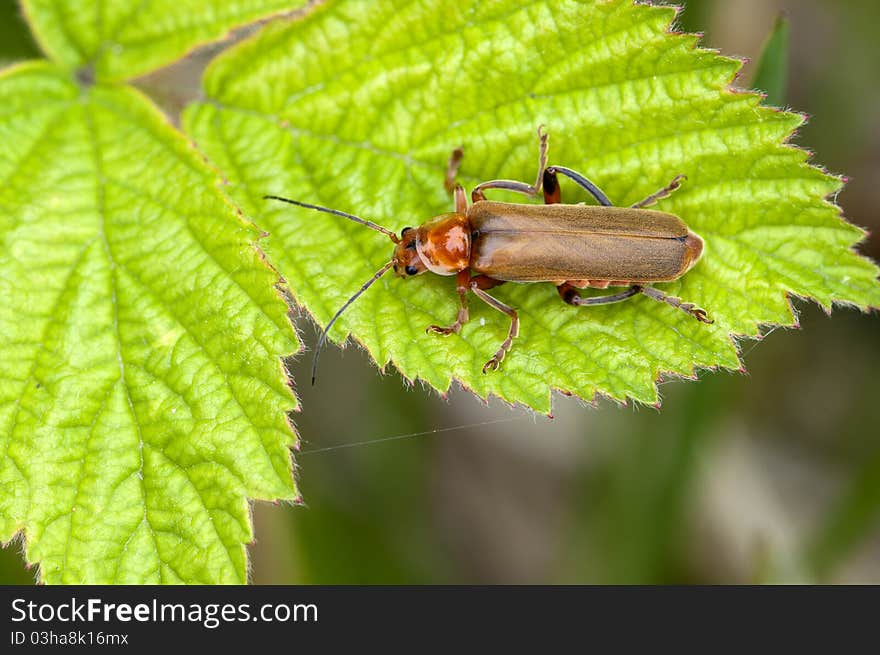 Soldier Beetles