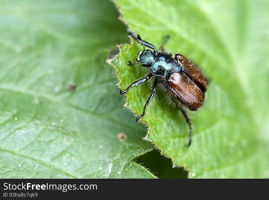 Garden chafer