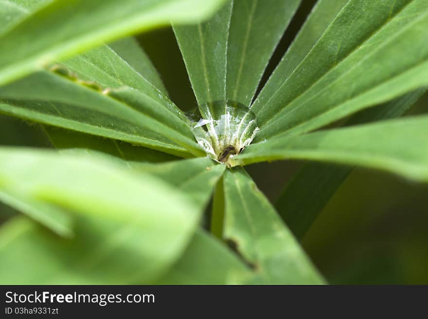 Water drops