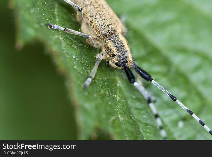 Thistle beetle