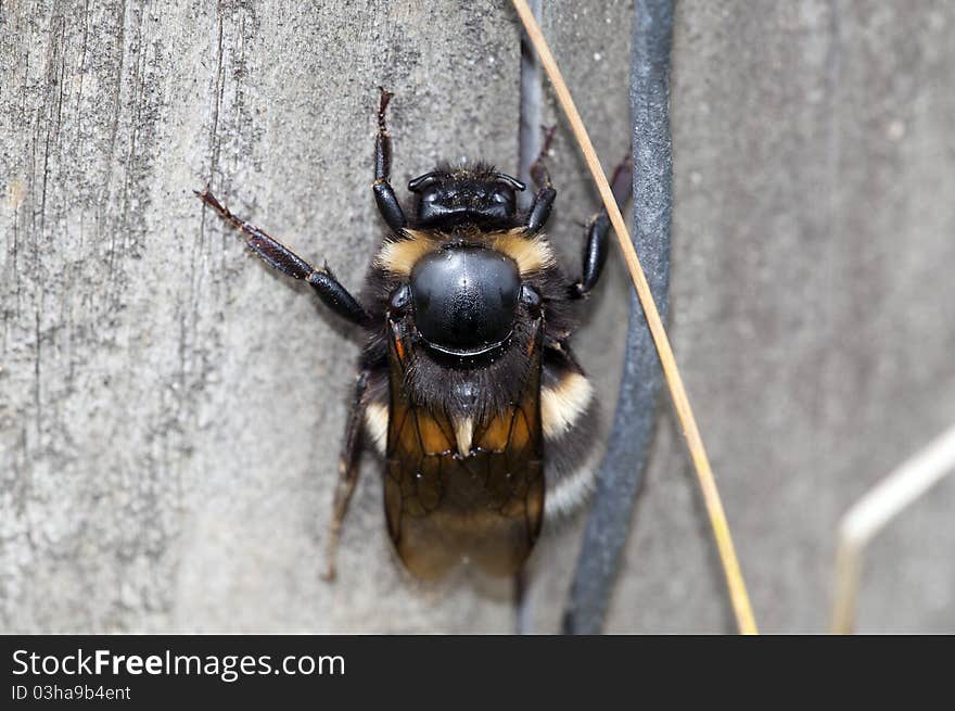 Bumblebee - Bombus