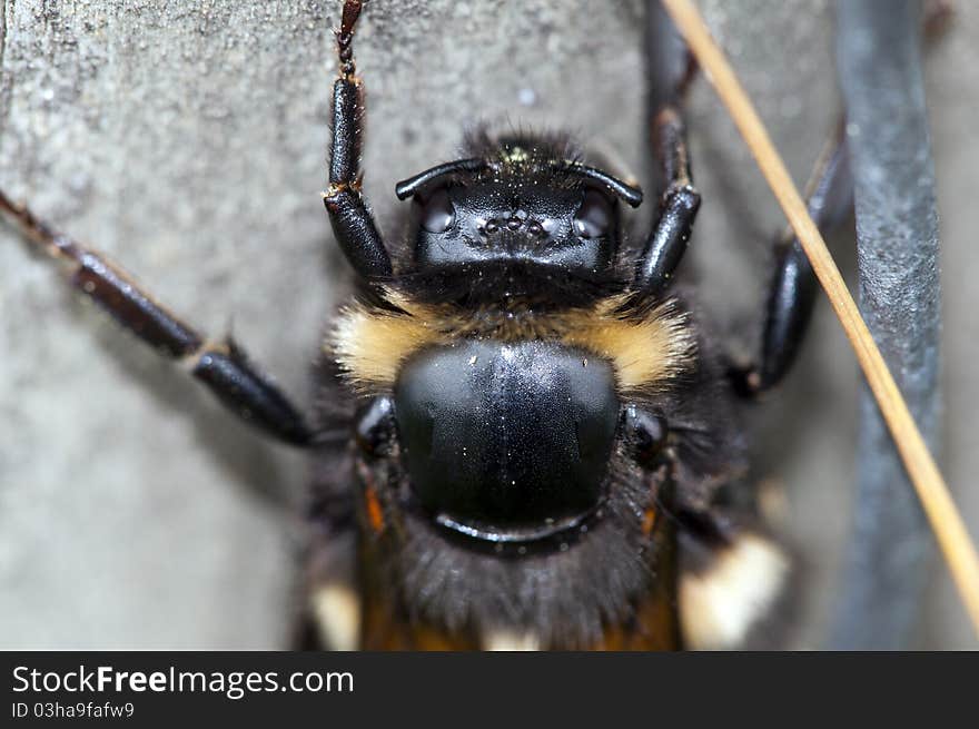 Bumblebee - Bombus