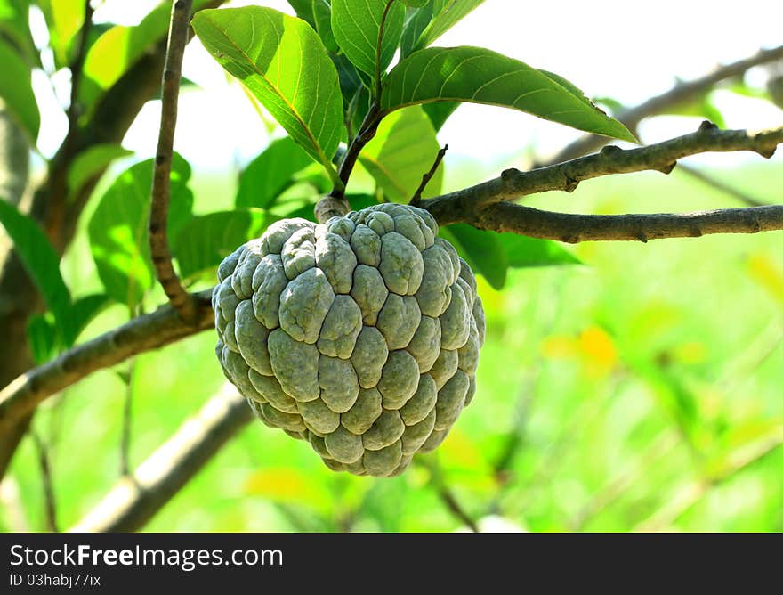 Custard apple agriculture, apple