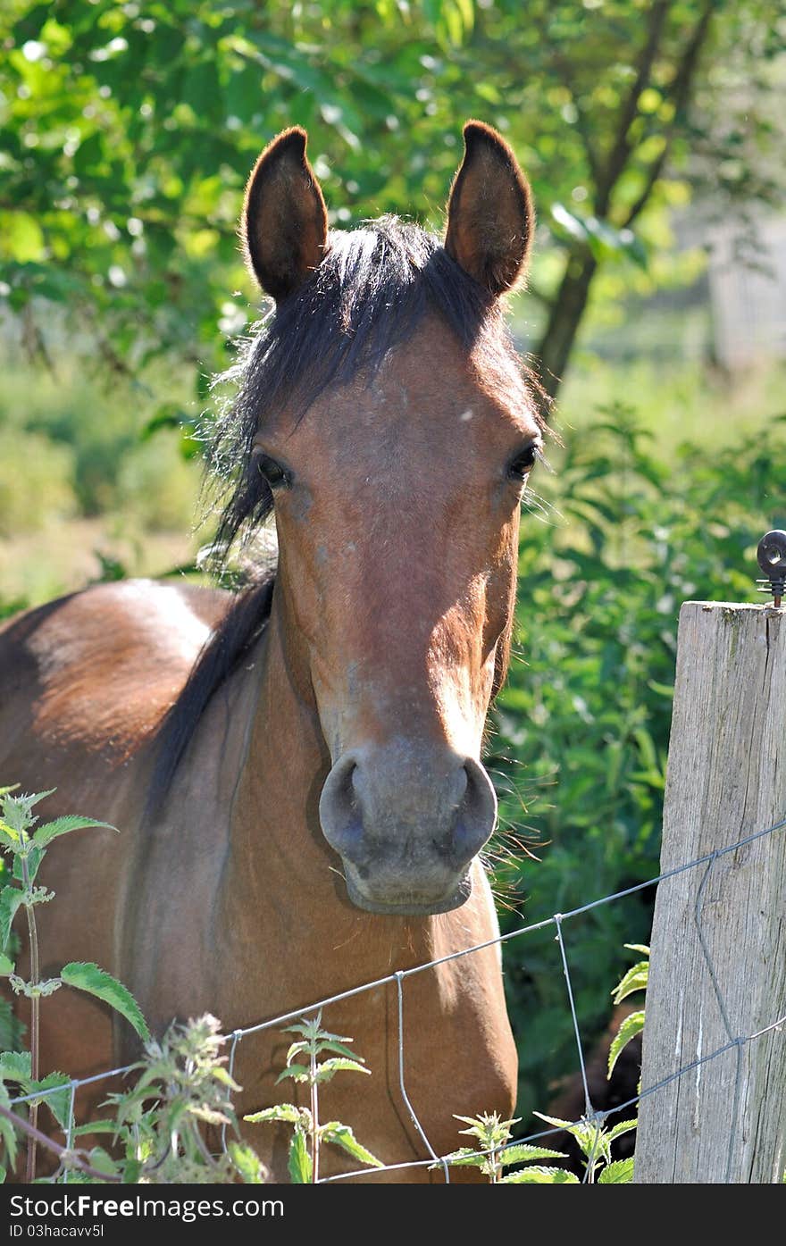 Brown pony in a paddock in the countryside. Brown pony in a paddock in the countryside