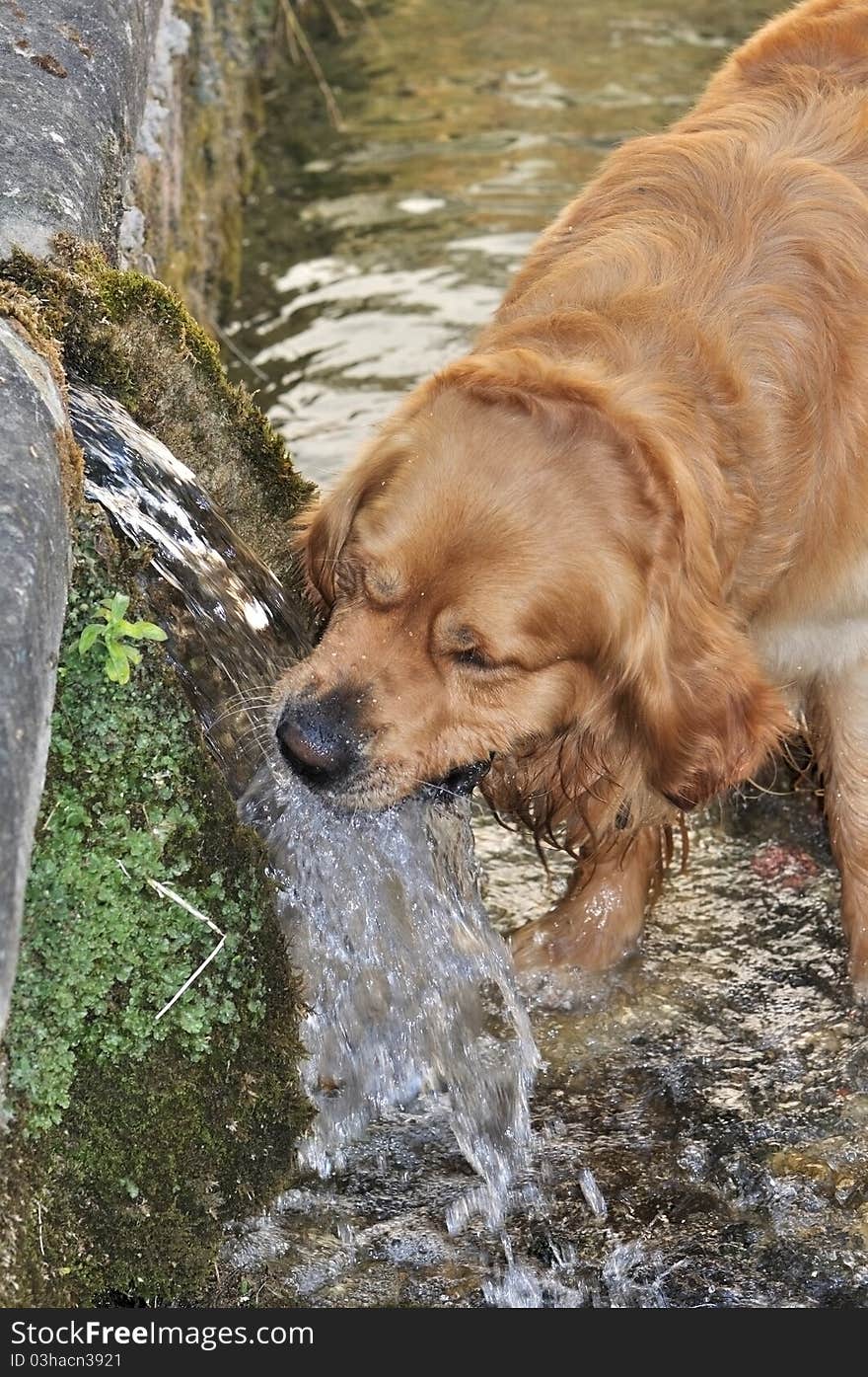 Golden retriever refreshing in a water from source. Golden retriever refreshing in a water from source