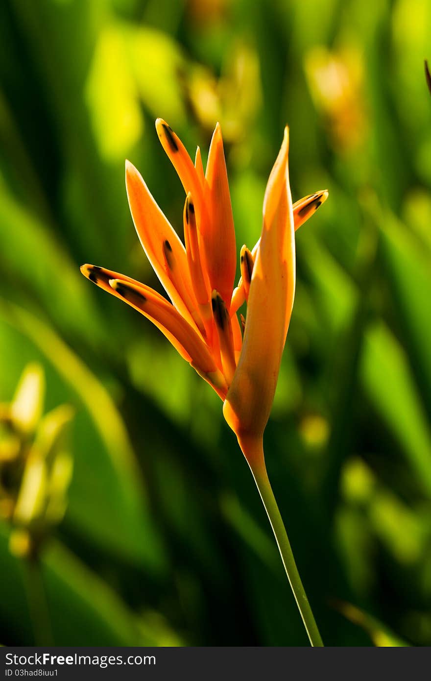 Yellow heliconia flower with back light and green blurry background. Yellow heliconia flower with back light and green blurry background