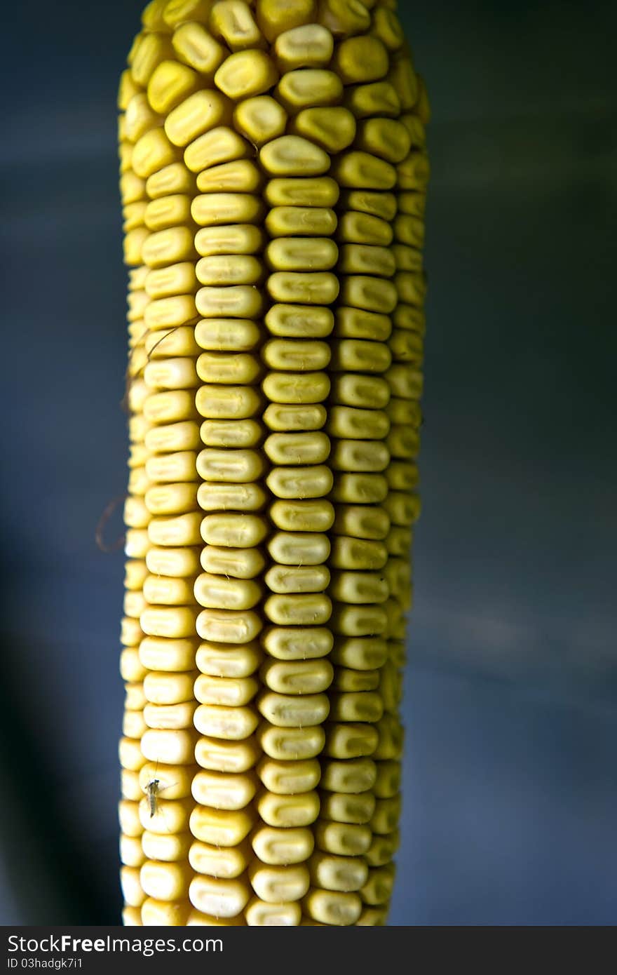 Dry and yellow corn cob