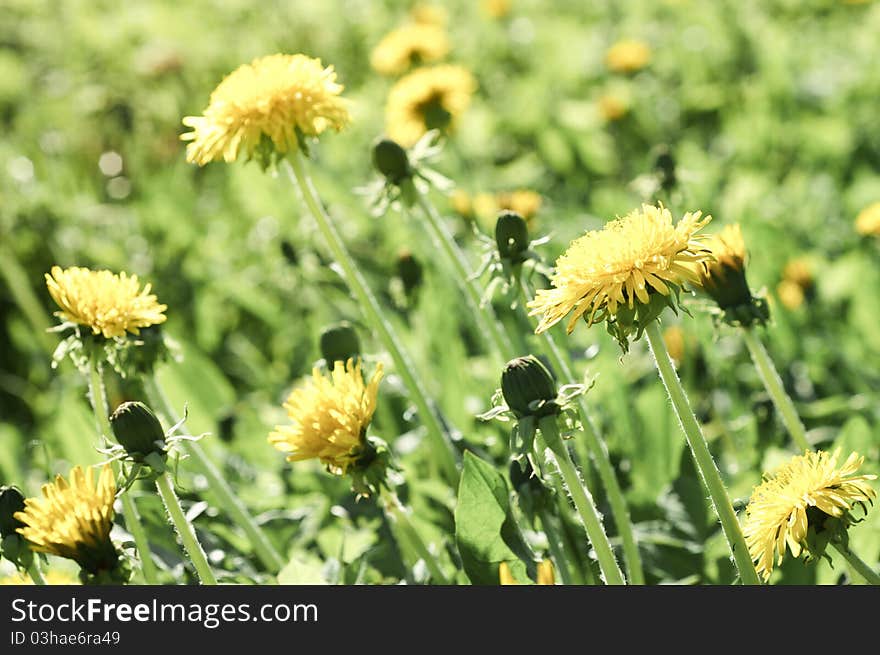 Spring dandelions - processing toned image