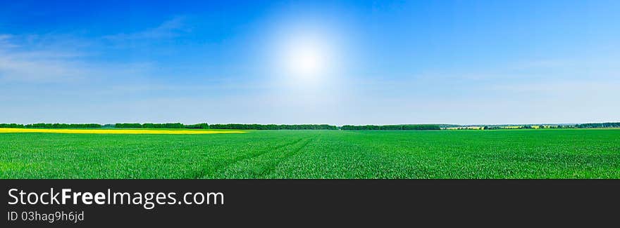 Panoramic view of green field of wheat and gold colza by springtime. Panoramic view of green field of wheat and gold colza by springtime.