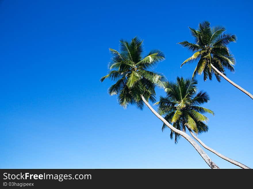 Group of three lopsided coconut palm trees against blue sky. Group of three lopsided coconut palm trees against blue sky