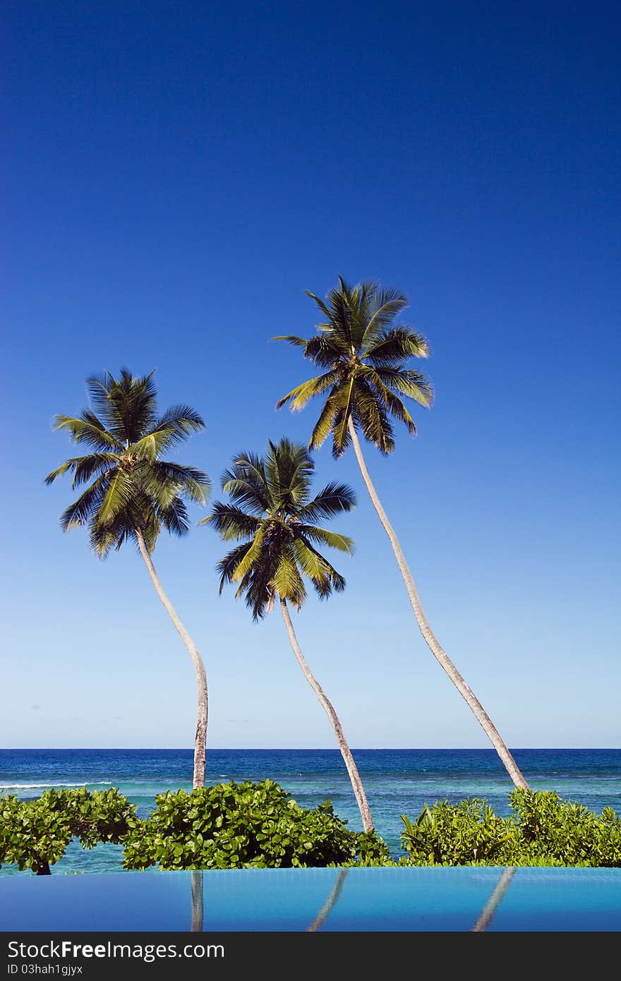 Three palms by swimming pool