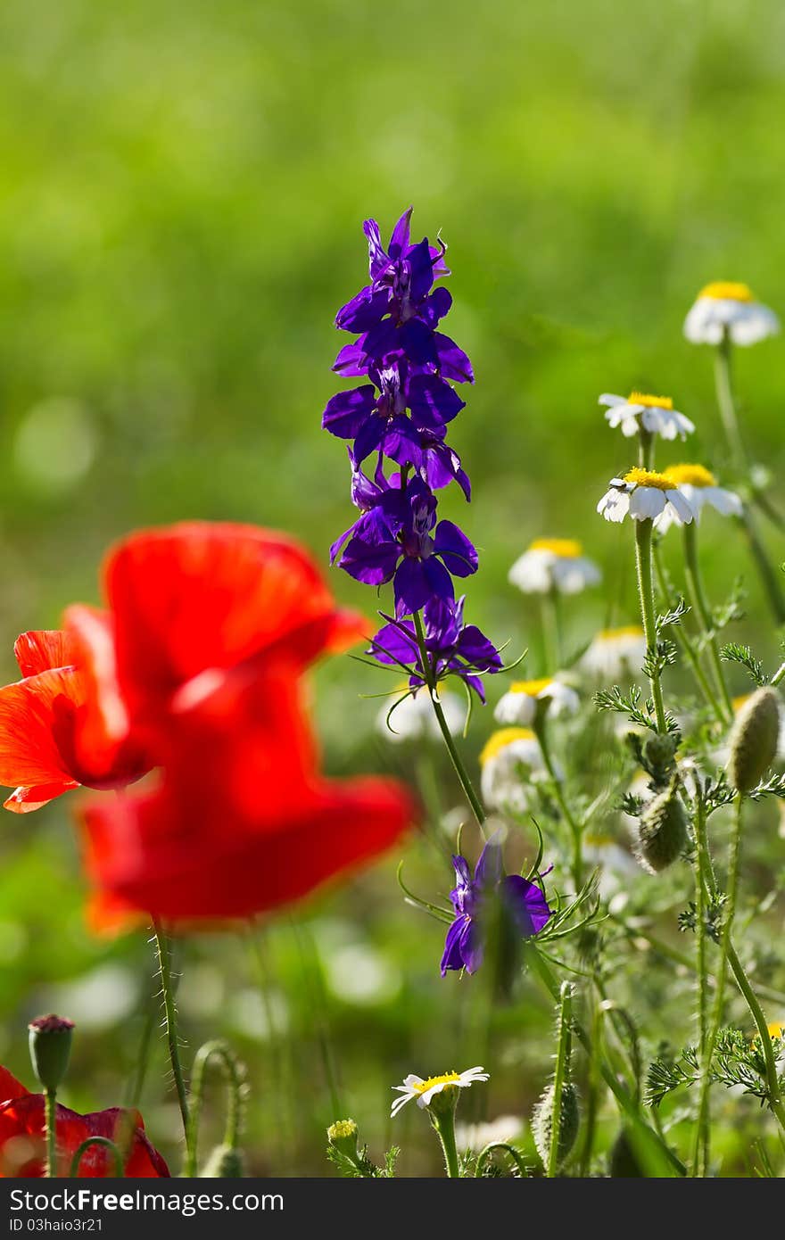 Beautiful flower meadow during spring time. Beautiful flower meadow during spring time