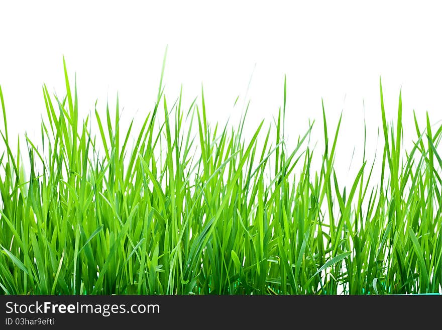 Stalks of green grass, closeup, isolated on white background