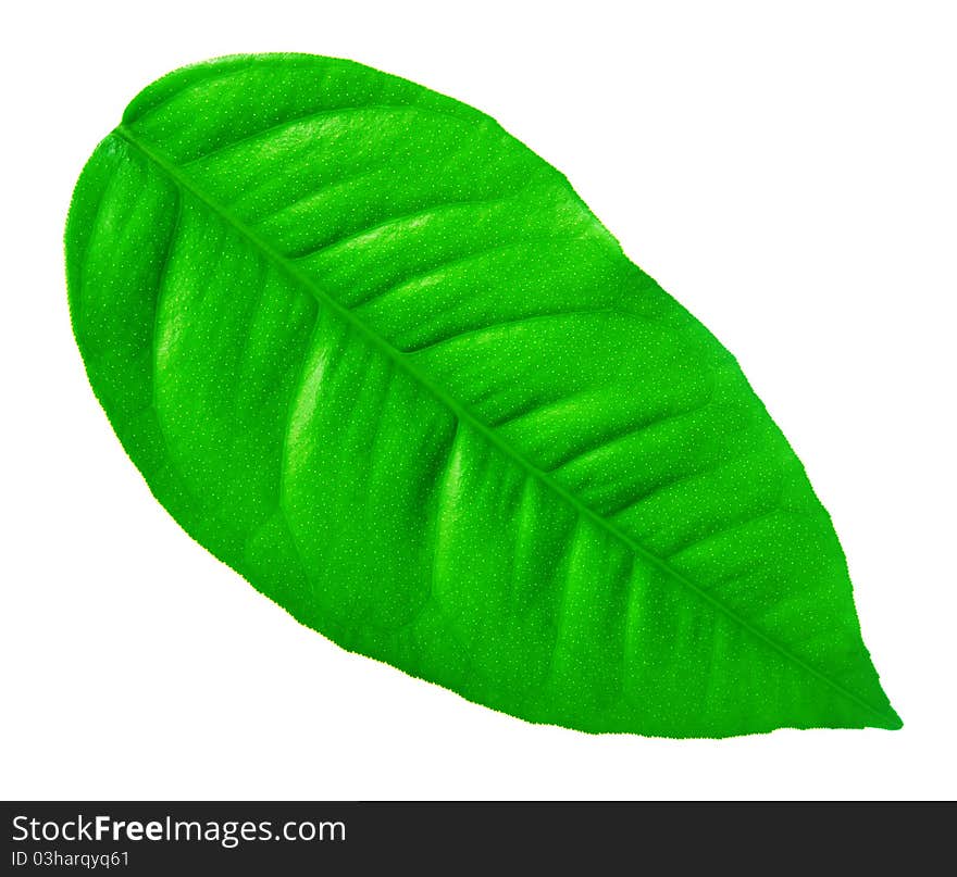 Green leaf on a white background