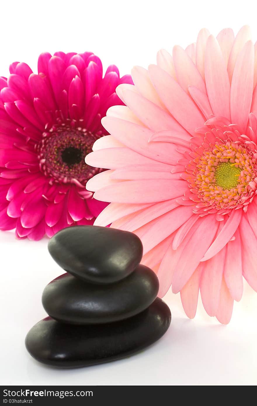 Masage stones and lilac, pink gerber isolated on a white background. Masage stones and lilac, pink gerber isolated on a white background.