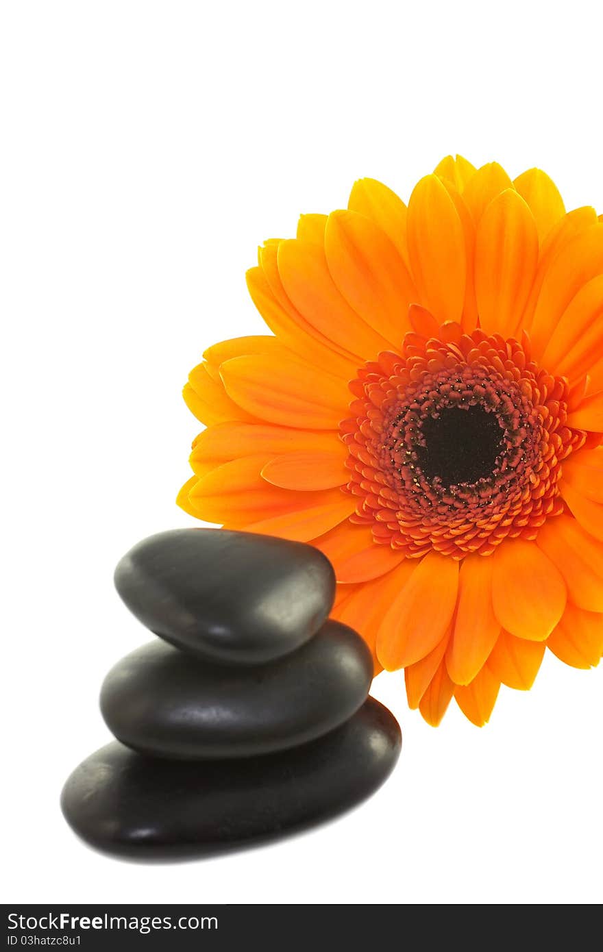 Orange gerbera and spa stones isolated on a white background. Orange gerbera and spa stones isolated on a white background.