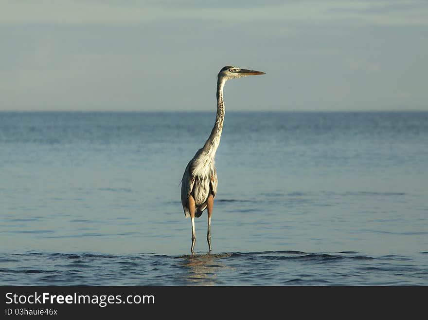 Heron hunting at low tide on the beach. Heron hunting at low tide on the beach