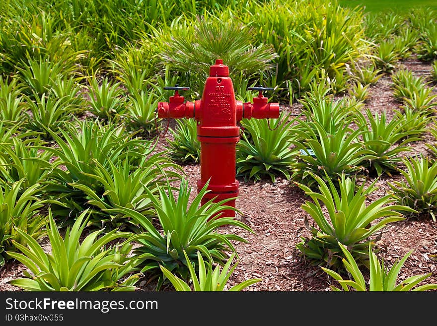 New painted red fire water hydrant in the middle of green plants