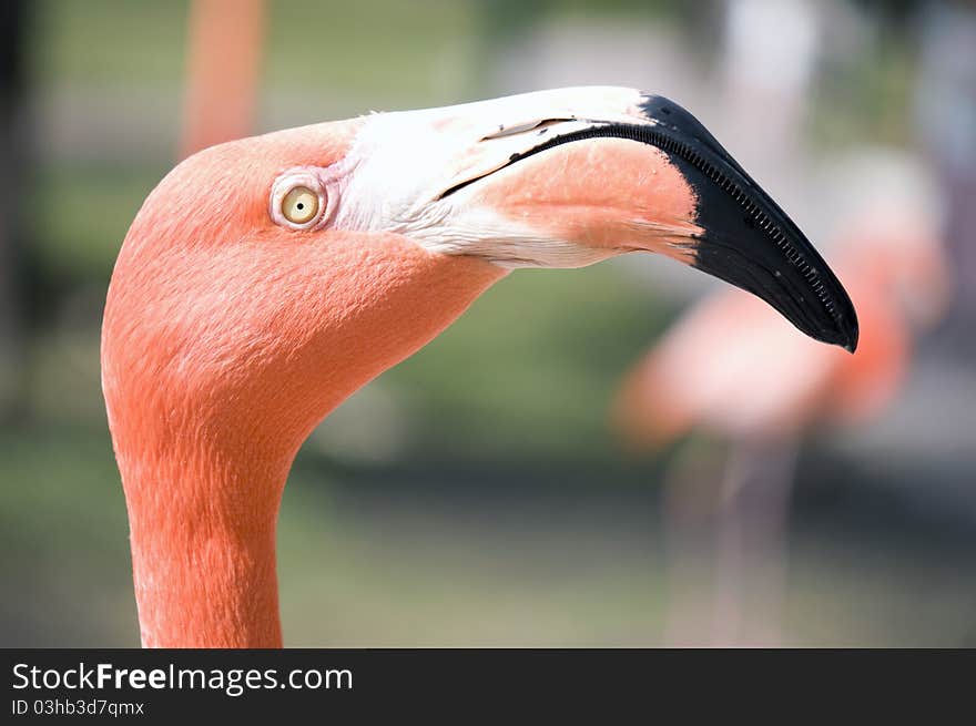 Flamingo Head