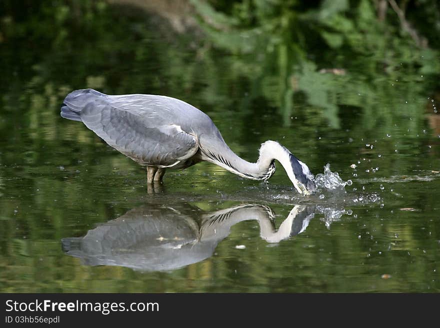 Grey heron looking for a fish on a river. Grey heron looking for a fish on a river