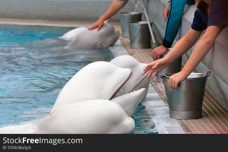 Beluga whale in the pool and hands of people