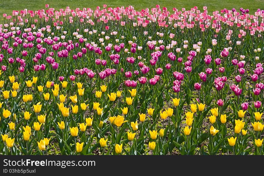 Yellow, pink and purple tulips