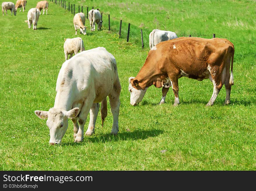 Herd of grazing cows on green lawn