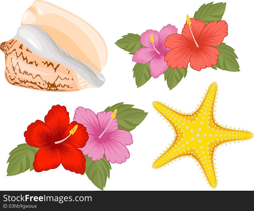 Starfish, shell and hibiscus flower, isolated on white.