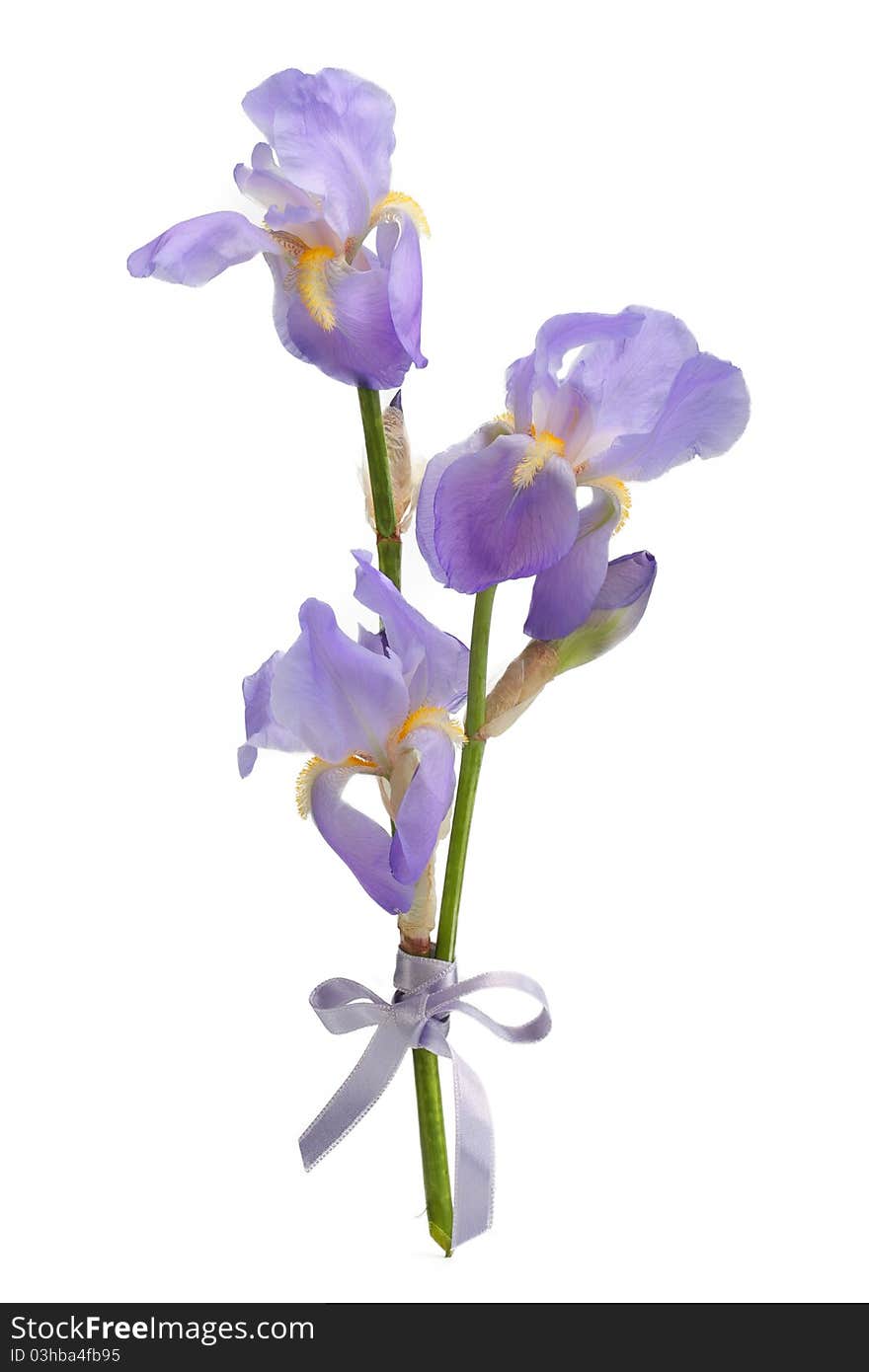 A branch of flowers blue iris, isolated