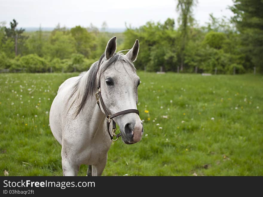 White horse standing on a green grass