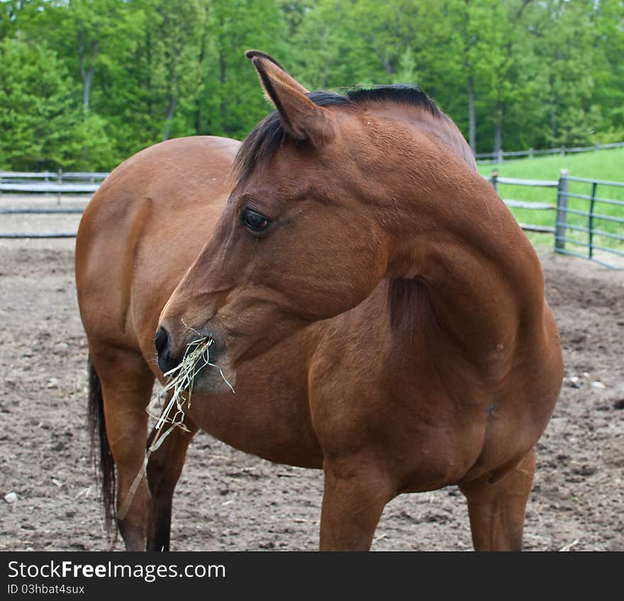 Brown horse eating grass in the yard