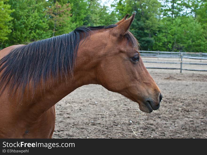 Brown horse with black hair headshot. Brown horse with black hair headshot