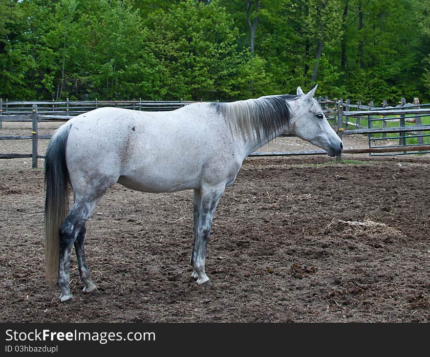 White horse standing in the yard