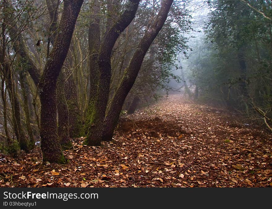 Mist leaves road and trees. Mist leaves road and trees