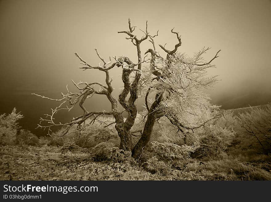 Rime tree in the mountain