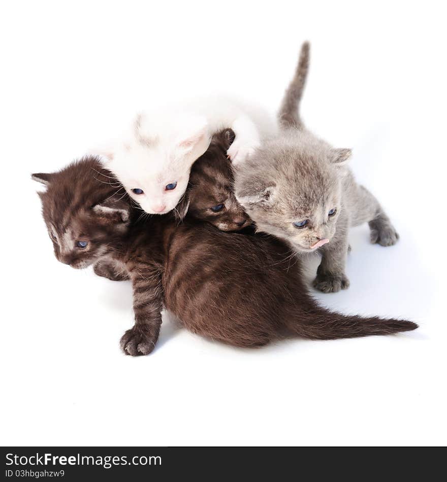 Four Small Kittens