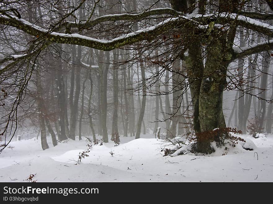 Snow and fog beech in mountain