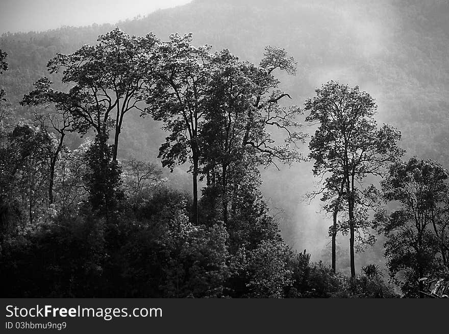 Backlit Himalayan forests in early morning fog. Backlit Himalayan forests in early morning fog