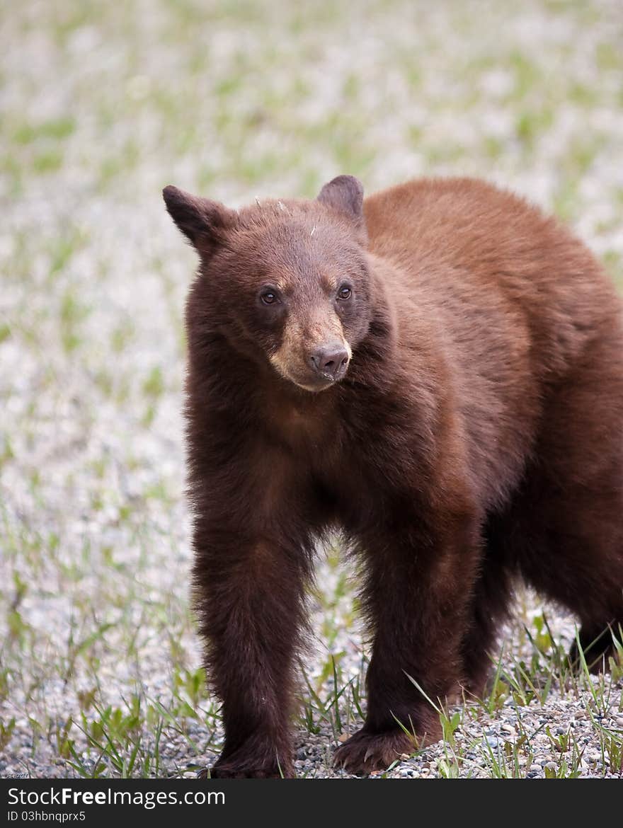 Brown bear in Banff national park